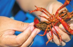 <b><b>■从导 ■科技支持 ■品牌赋能 海口订单农业架</b></b>